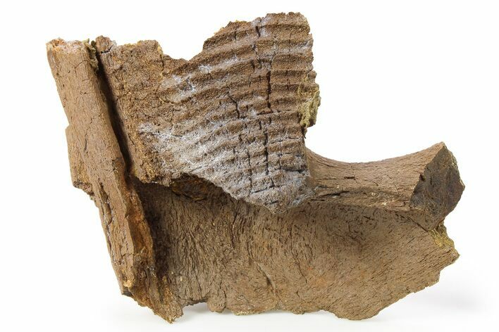 Hadrosaur (Edmontosaurus) Jaw Section - Wyoming #264947